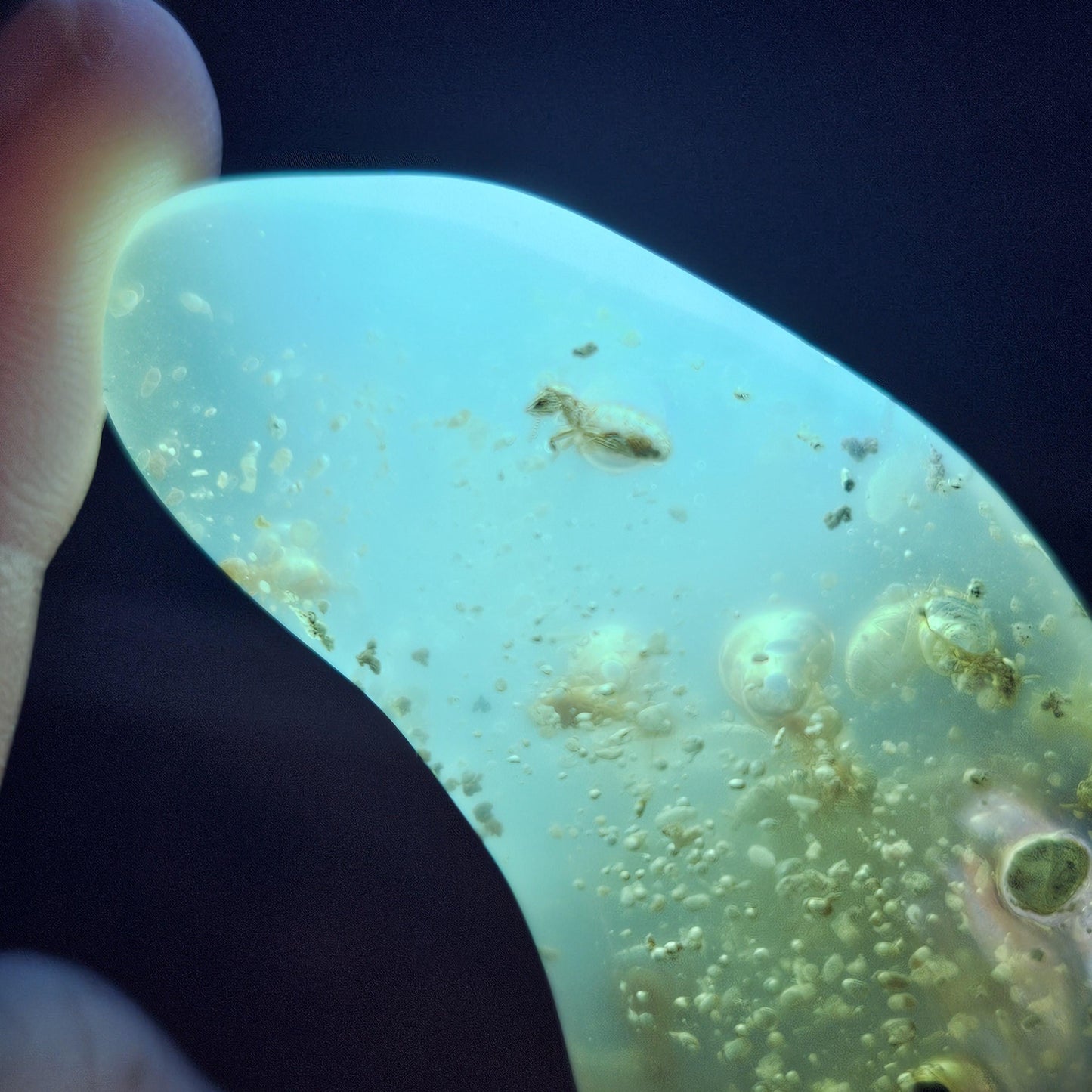 Amber with Insects, 10.2g Polished Amber from Colombia