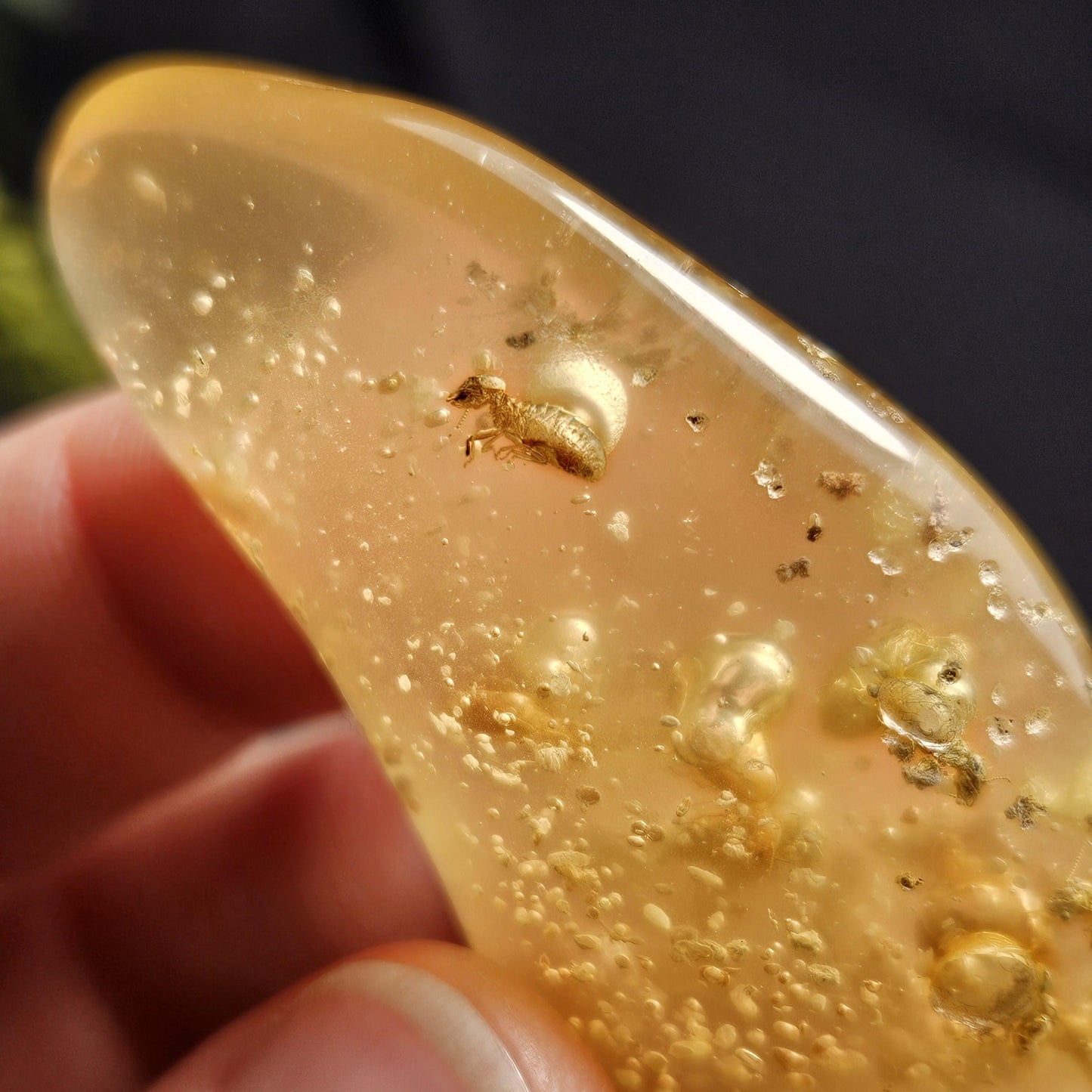 Amber with Insects, 10.2g Polished Amber from Colombia