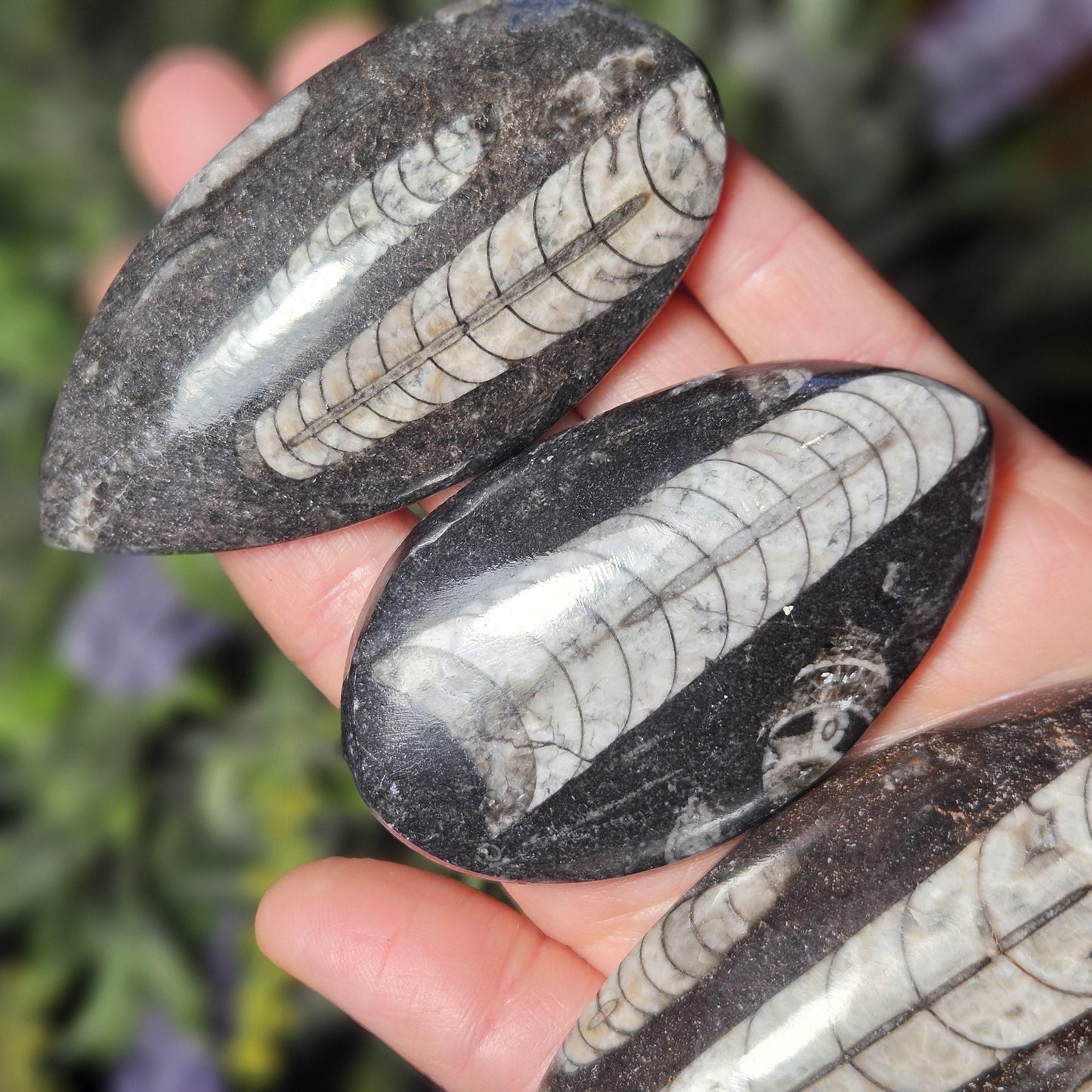 Orthoceras Fossil 2.5