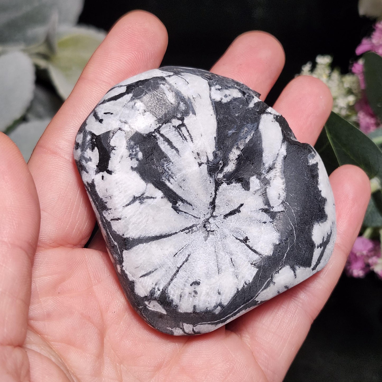 Chrysanthemum Stone, Polished Palm Stone