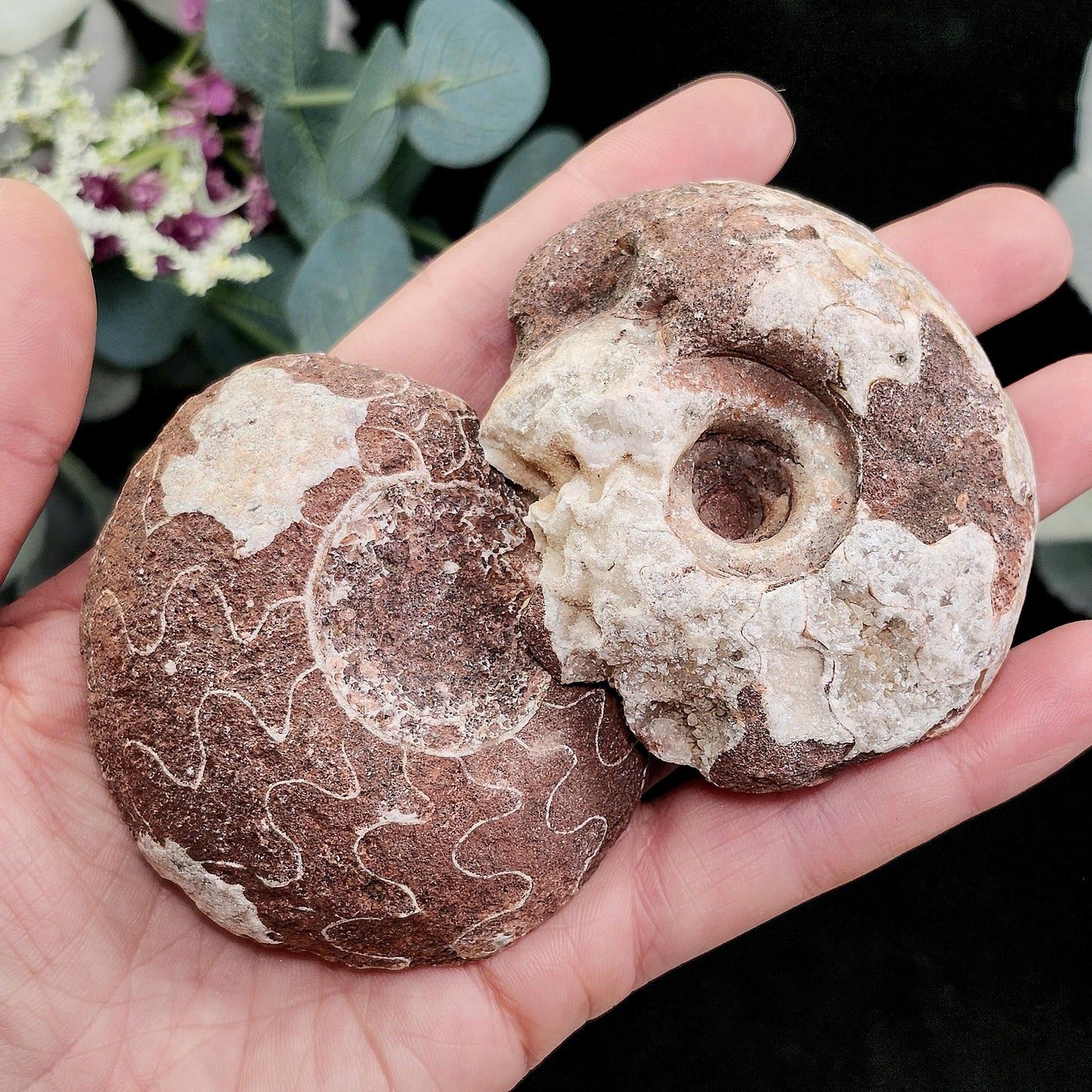 UV Reactive Ammonite Fossil Slices with Dogtooth Calcite