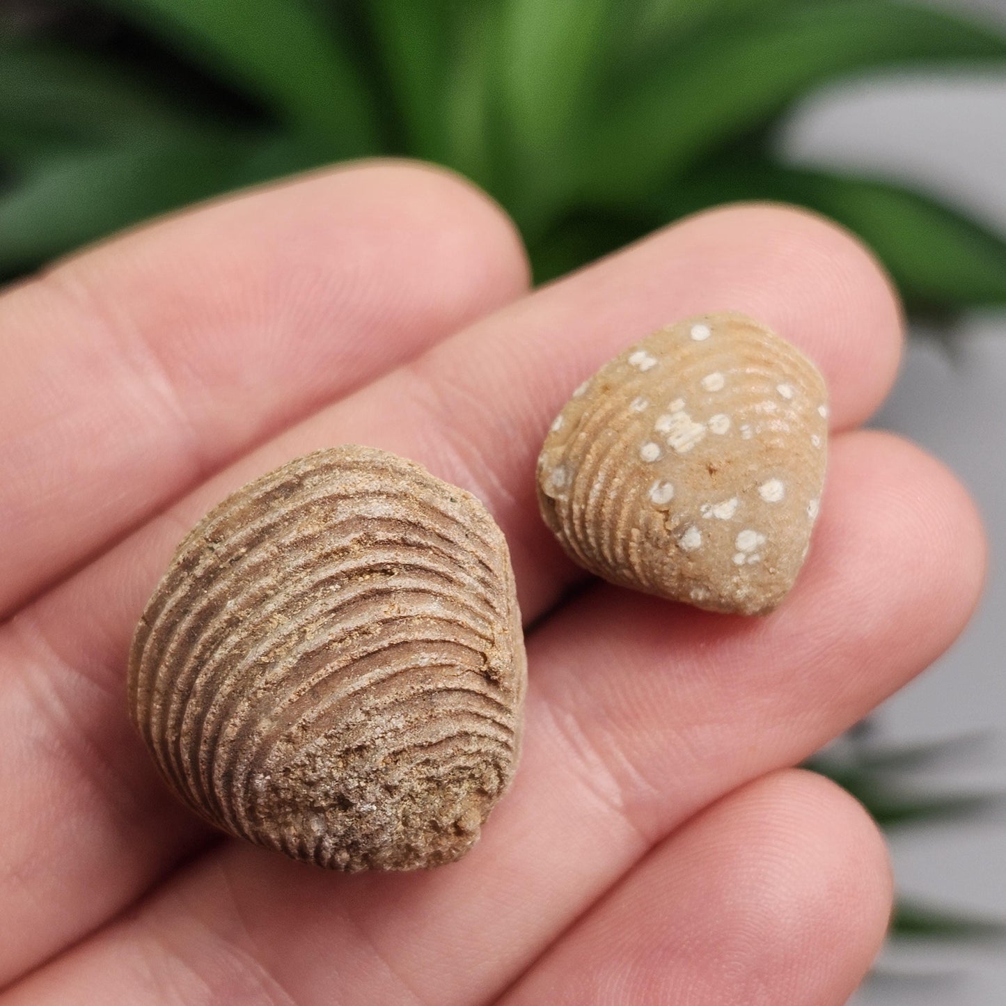 Moroccan Brachiopod Shell Fossil, Brachiopod Fossilized Sea Shells