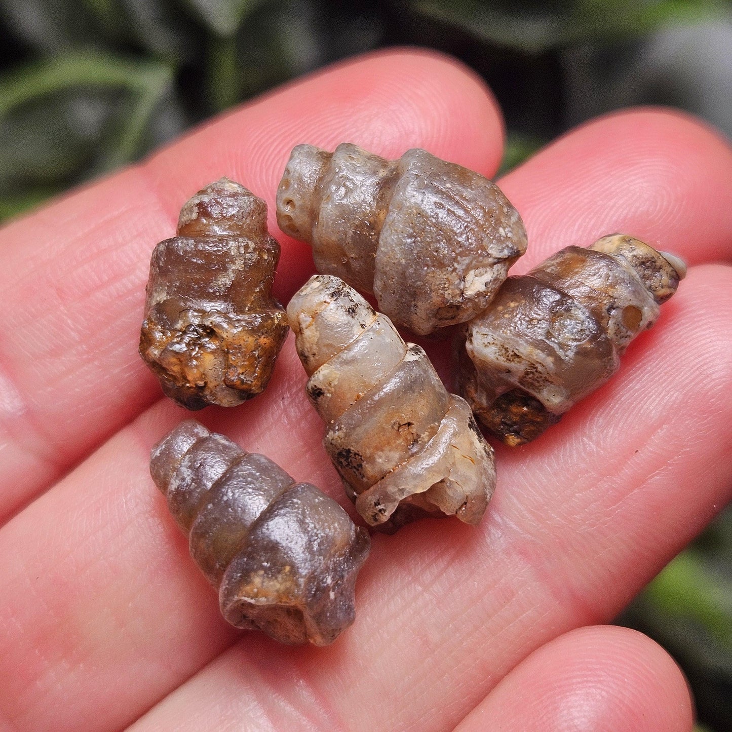 Agatized Spiral Fossil, Turritella Fossilized Snail Gastropod Shell (0.5