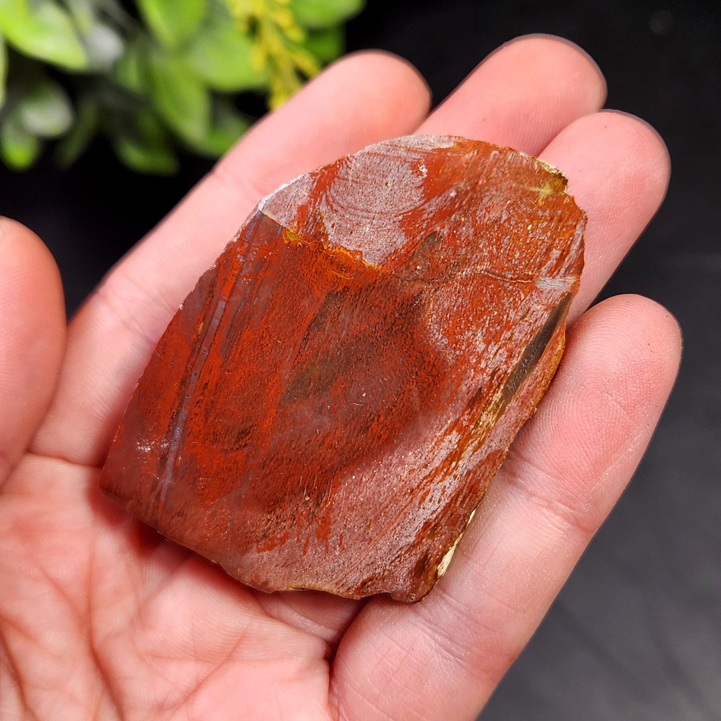 Petrified Wood Crystal, Agatized Wood, Fossilized Wood Specimen