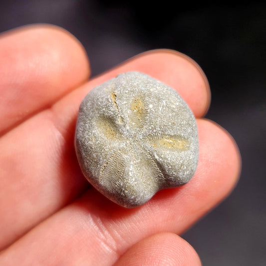 Sand Dollar Fossil Specimen, Authentic Marine Fossilized Sandollar Tumble Fossil