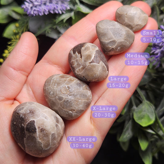 Petoskey Stones (Choose Your Weight) Natural Raw Specimens from Michigan