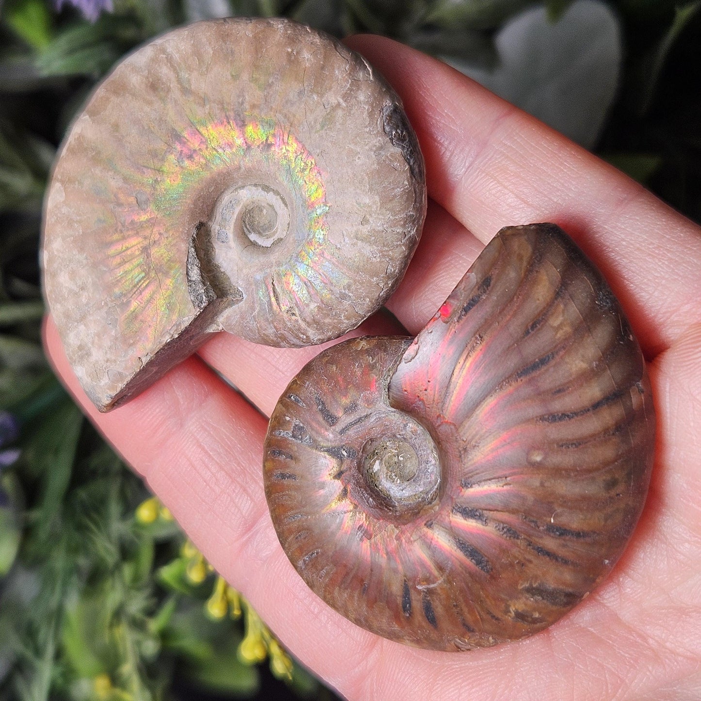 Opalized Ammonite Fossil Specimen