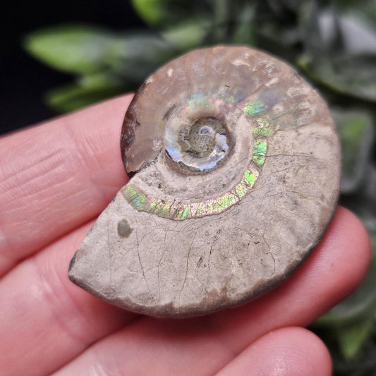 Opalized Ammonite Fossil Specimen