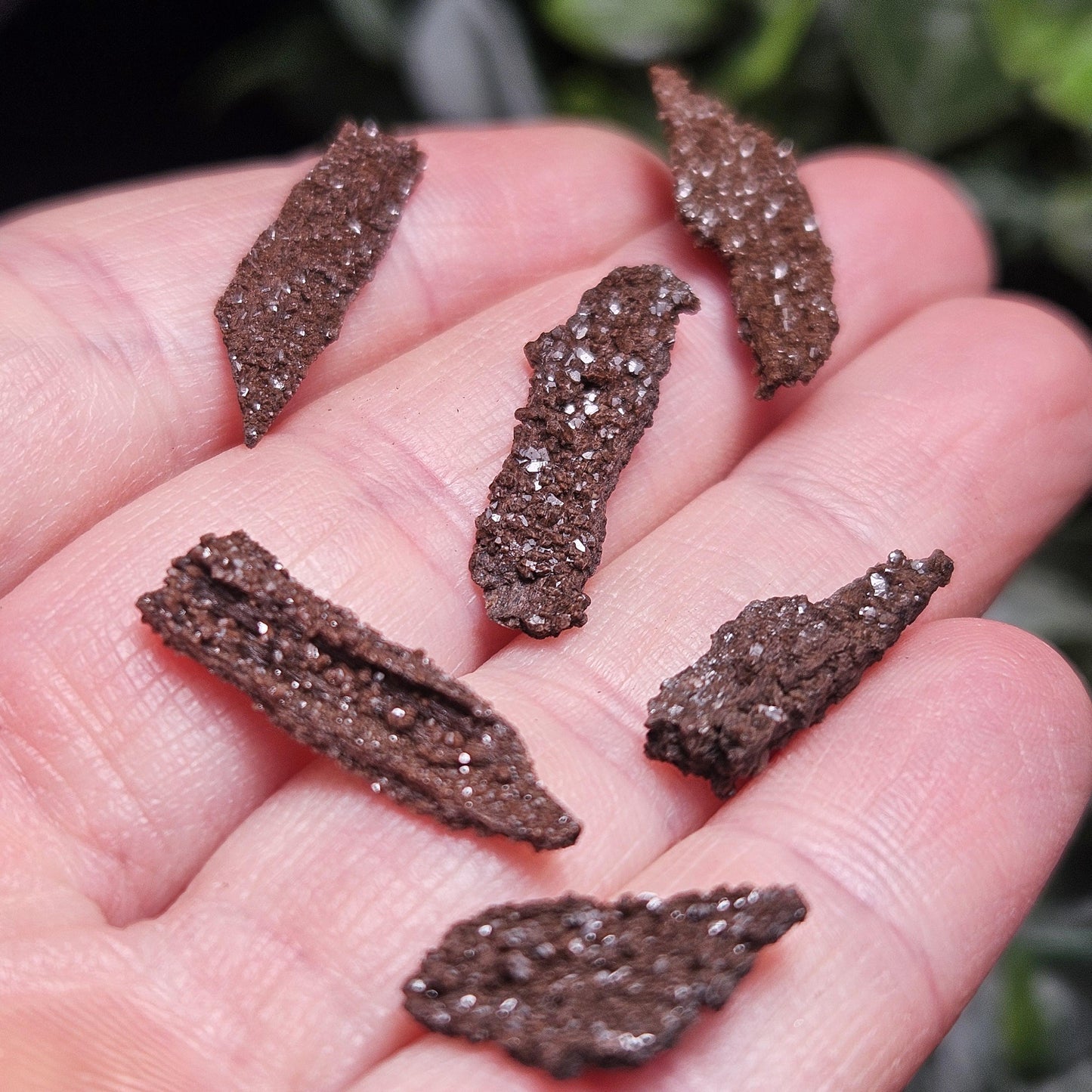 Permineralized Wood Specimen from Germany (Set of 3 Fossilized Druzy Fragments)