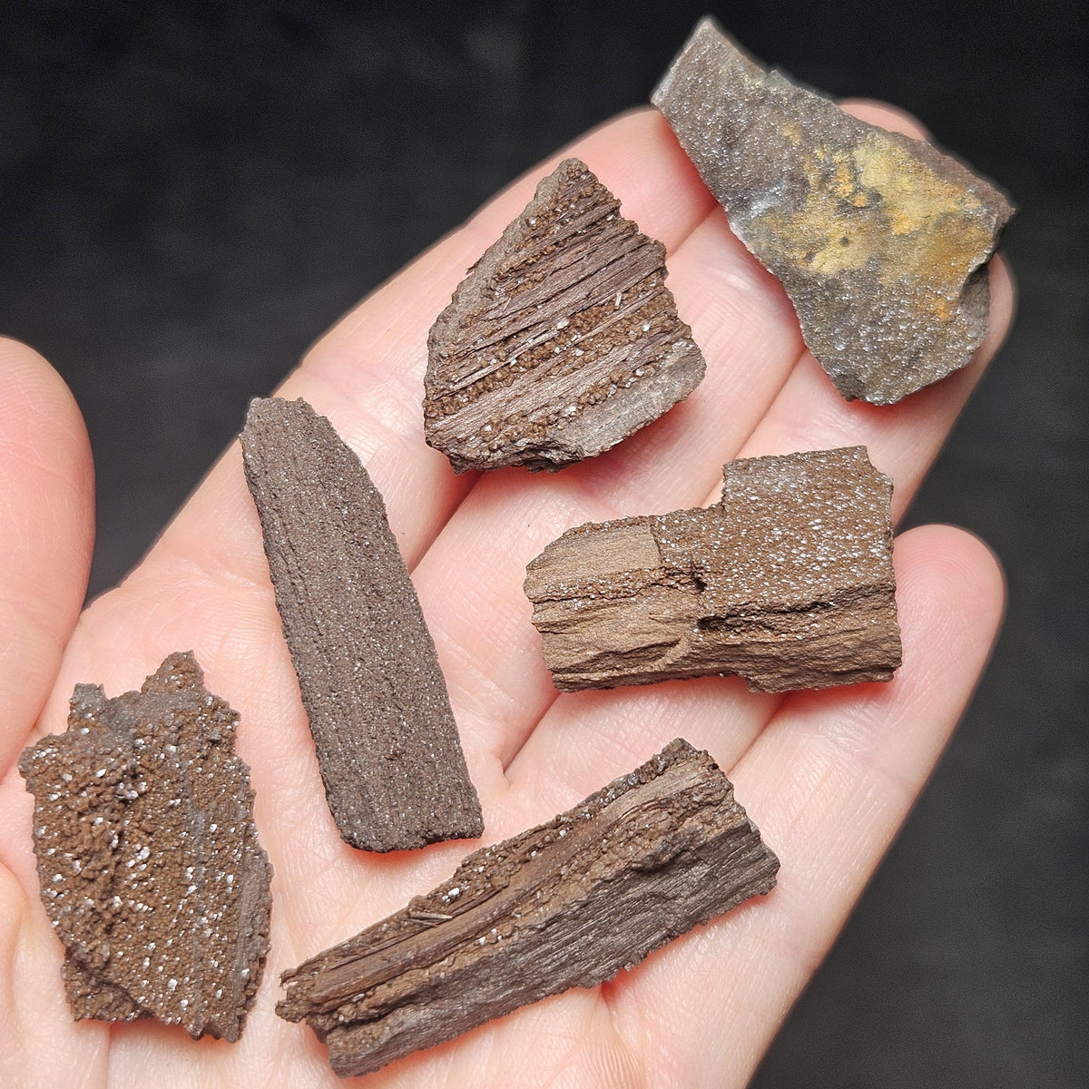 Drusy Permineralized Fossil Wood from Germany (1 to 1.5")
