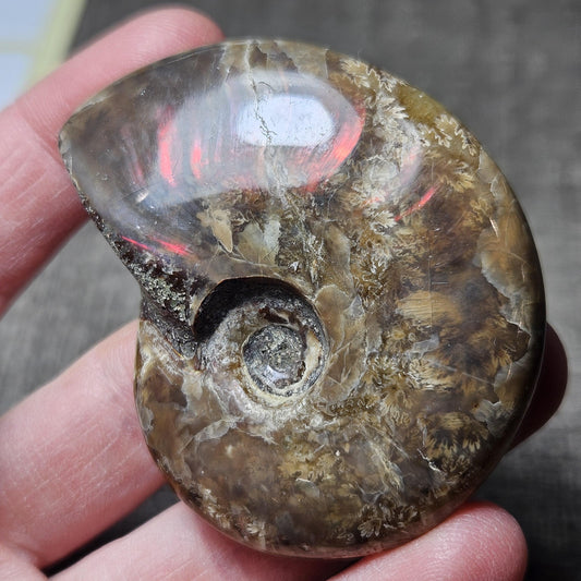 Reserved Fire Ammonite