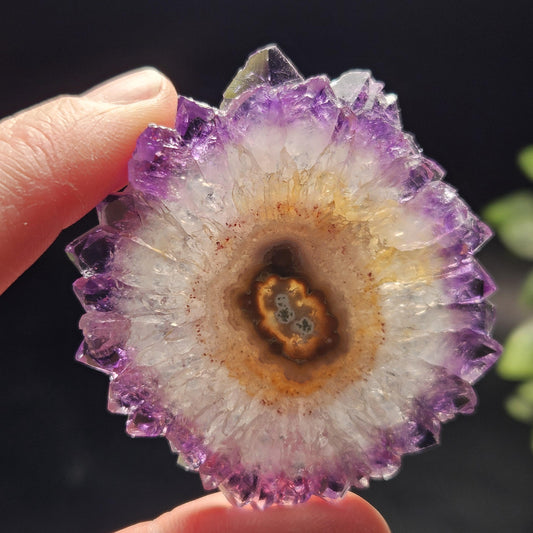 Uruguay Amethyst Stalactite Slice (52 x 50mm)