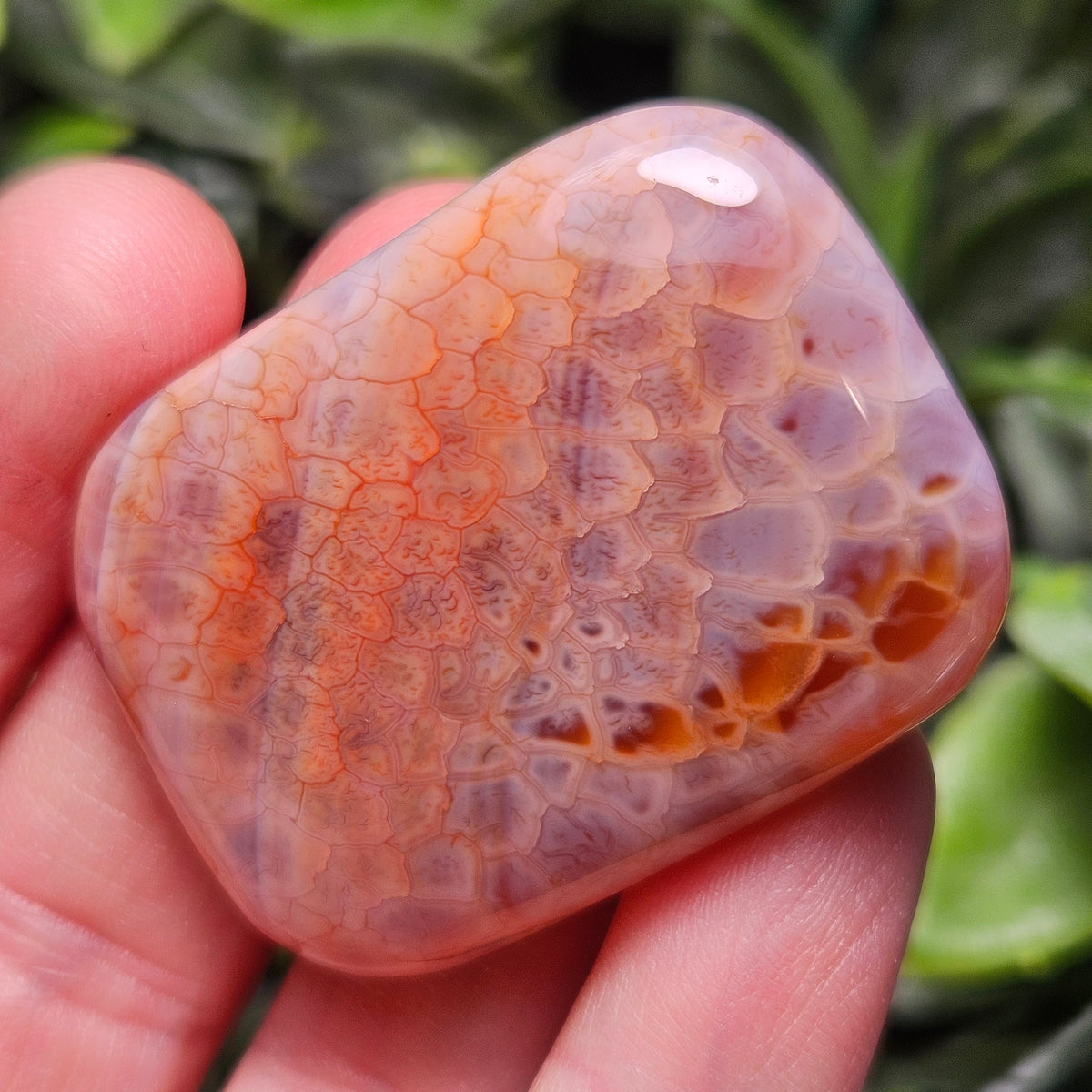 Snakeskin Agate
