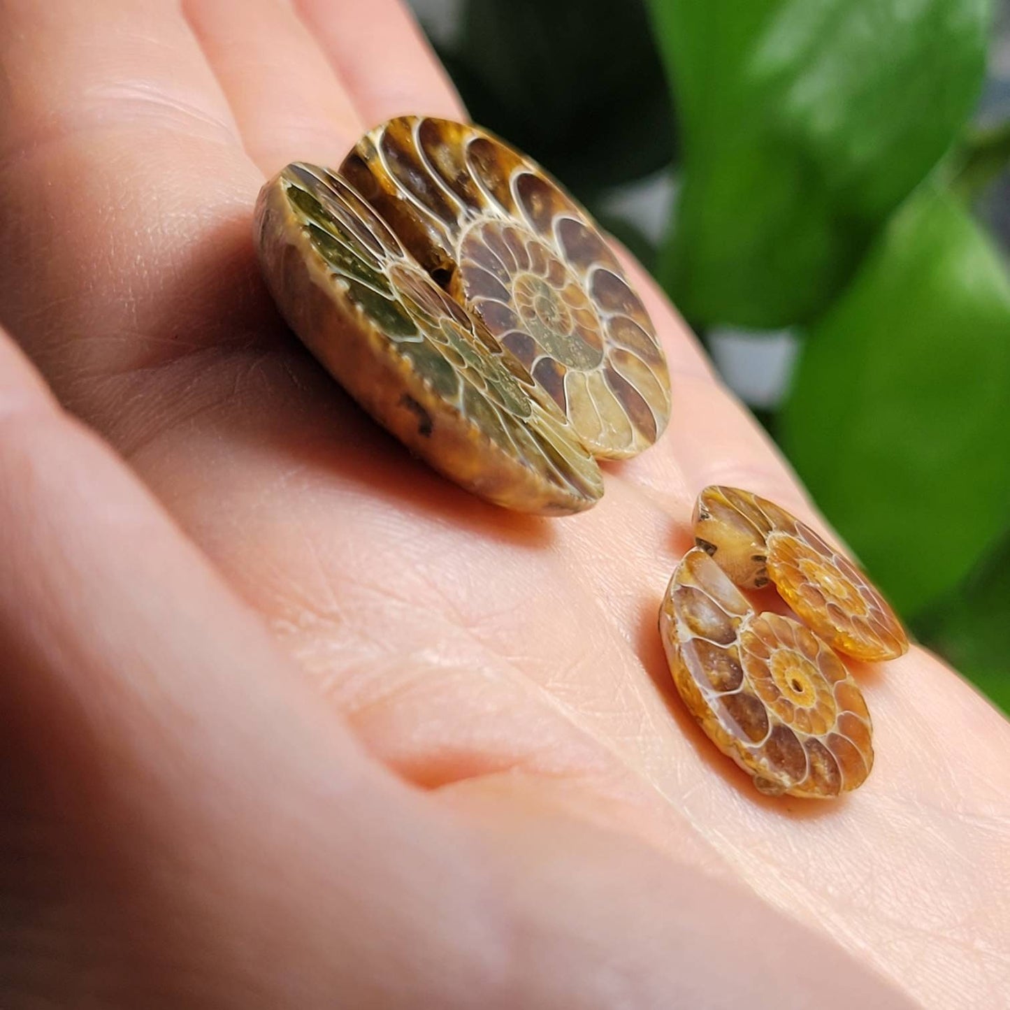 Ammonite Pair