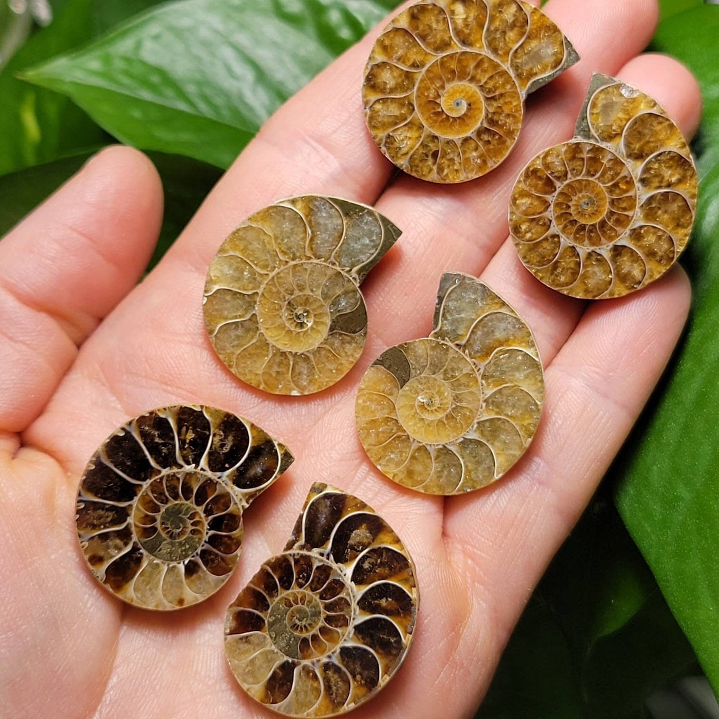 Ammonite Pair