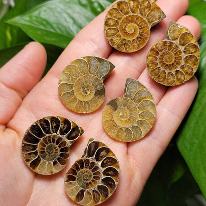 Ammonite Pair