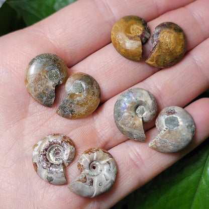 Ammonite Pair