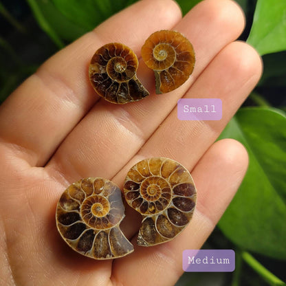 Ammonite Pair