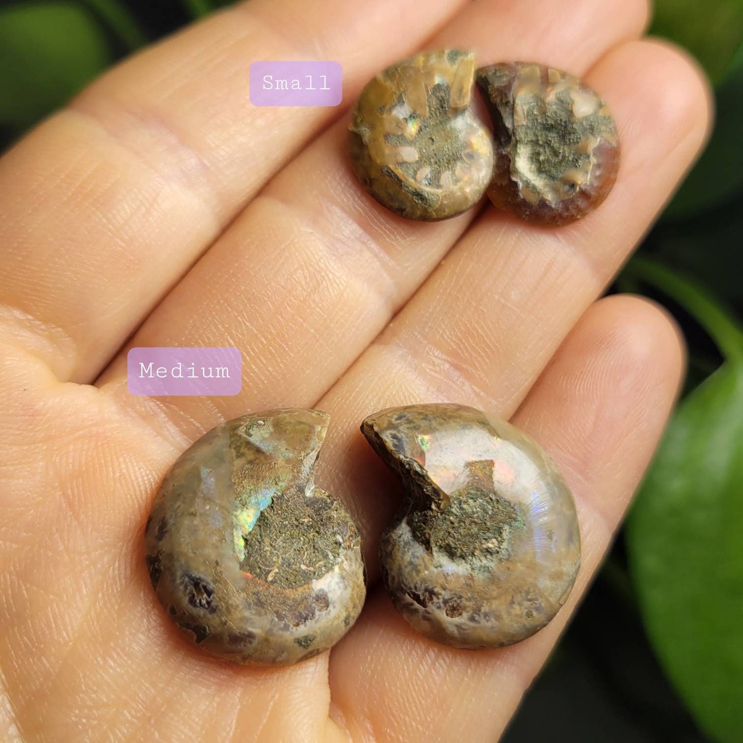 Ammonite Pair