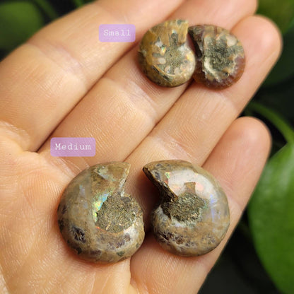 Ammonite Pair