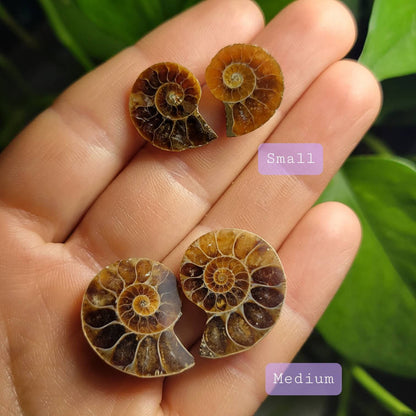Ammonite Pair