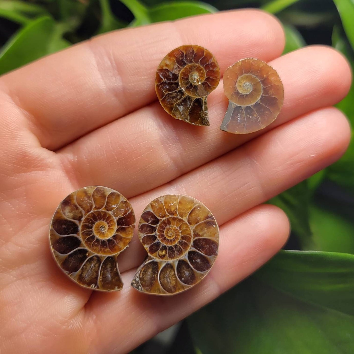 Ammonite Pair