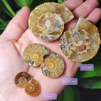 Ammonite Pair