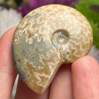 Ammonite Fossil