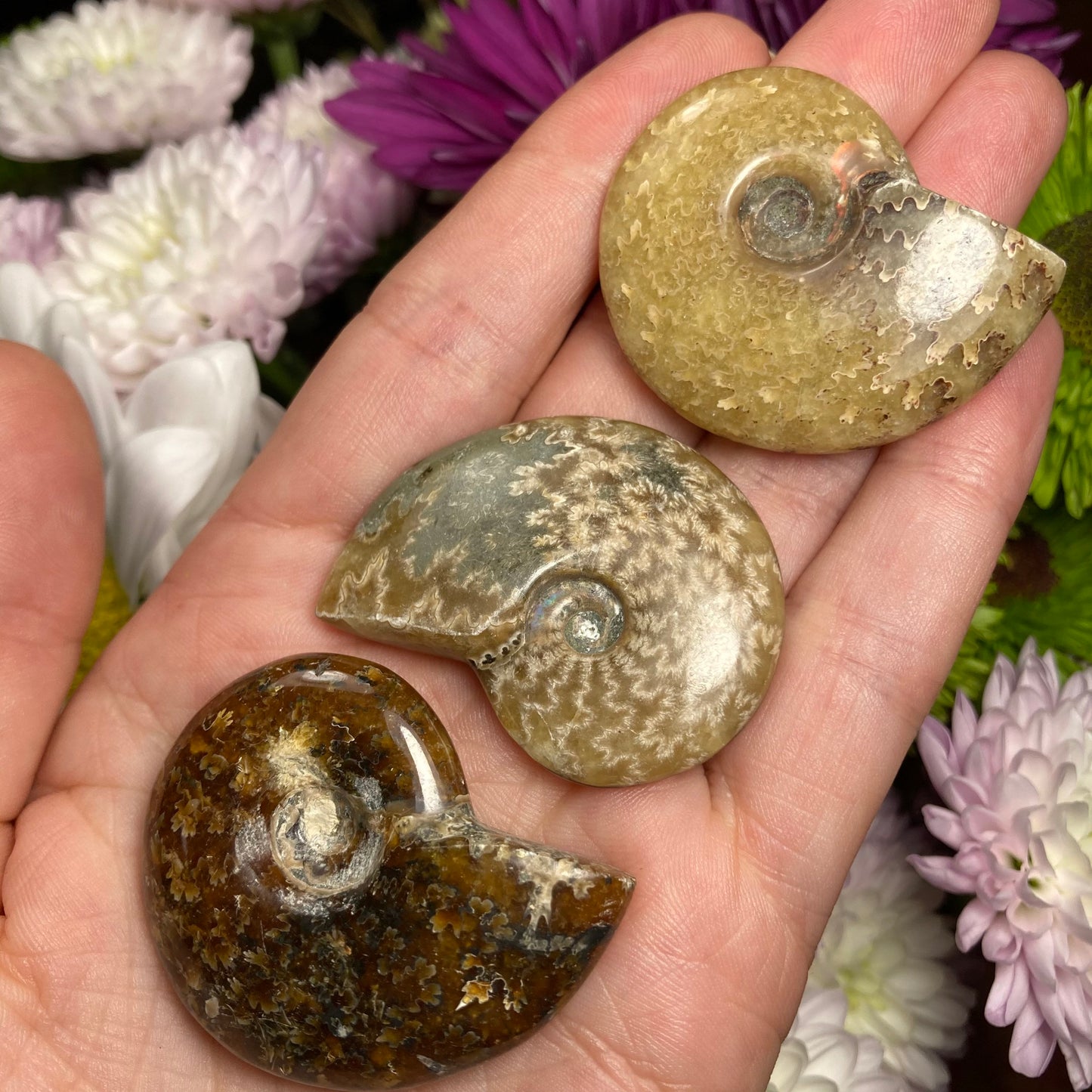 Ammonite Fossil
