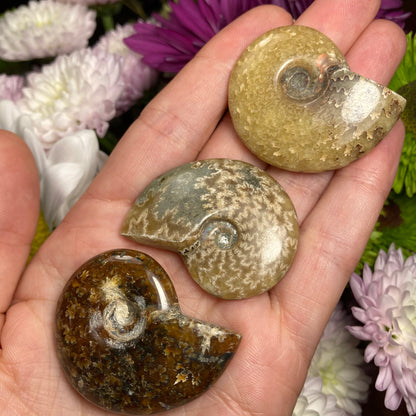 Ammonite Fossil