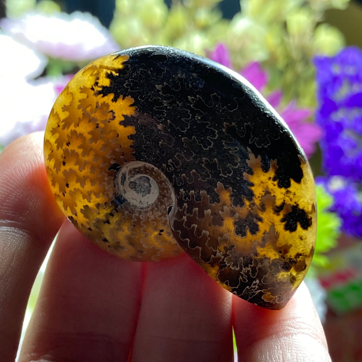 Ammonite Fossil