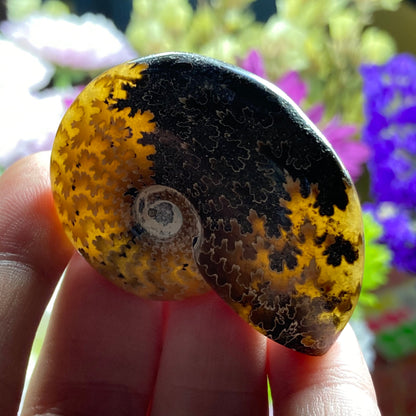 Ammonite Fossil