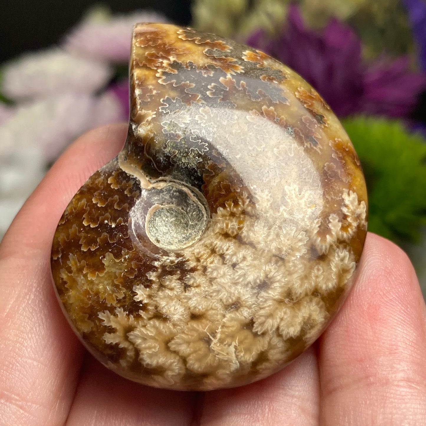 Ammonite Fossil