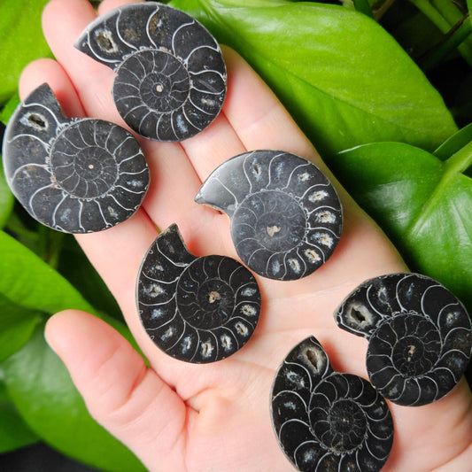 Black Ammonite Slice