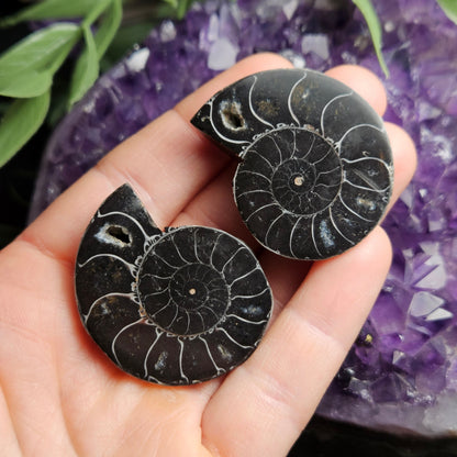 Black Ammonite Fossil, Polished Specimen