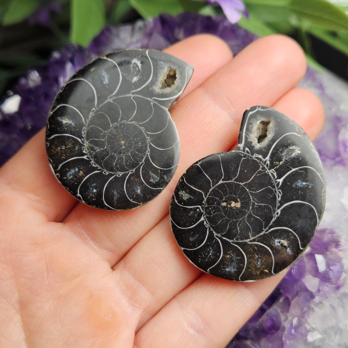 Black Ammonite Slice