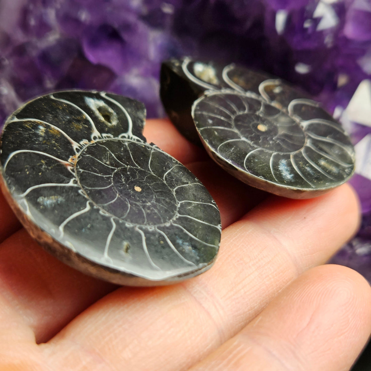Black Ammonite Fossil, Polished Specimen