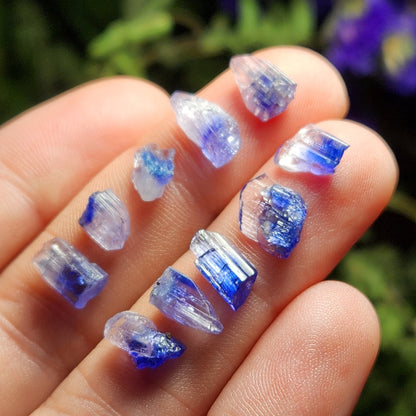 Bi