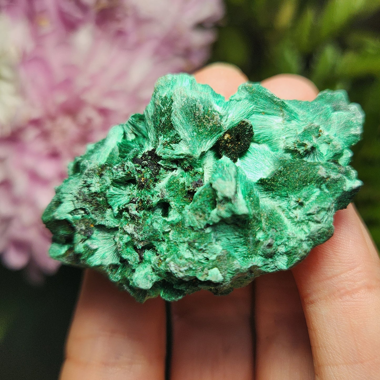 Velvet Malachite