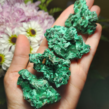 Velvet Malachite