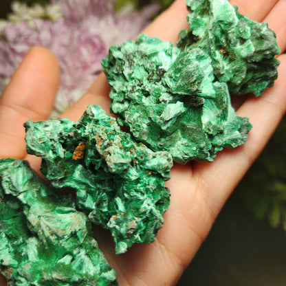 Velvet Malachite
