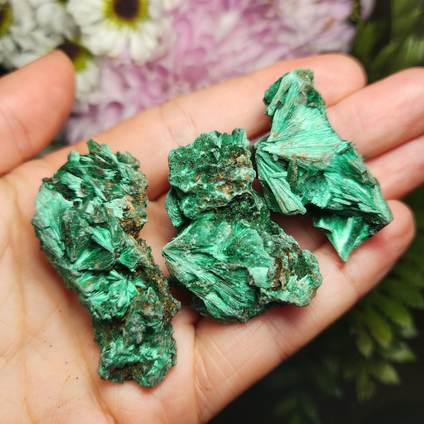 Velvet Malachite
