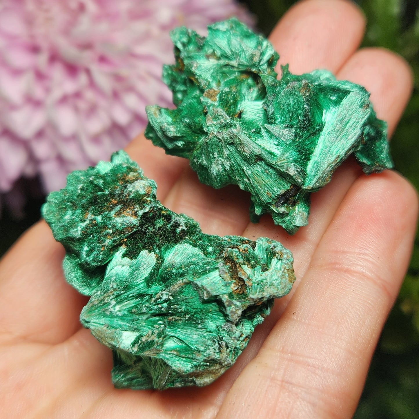 Velvet Malachite