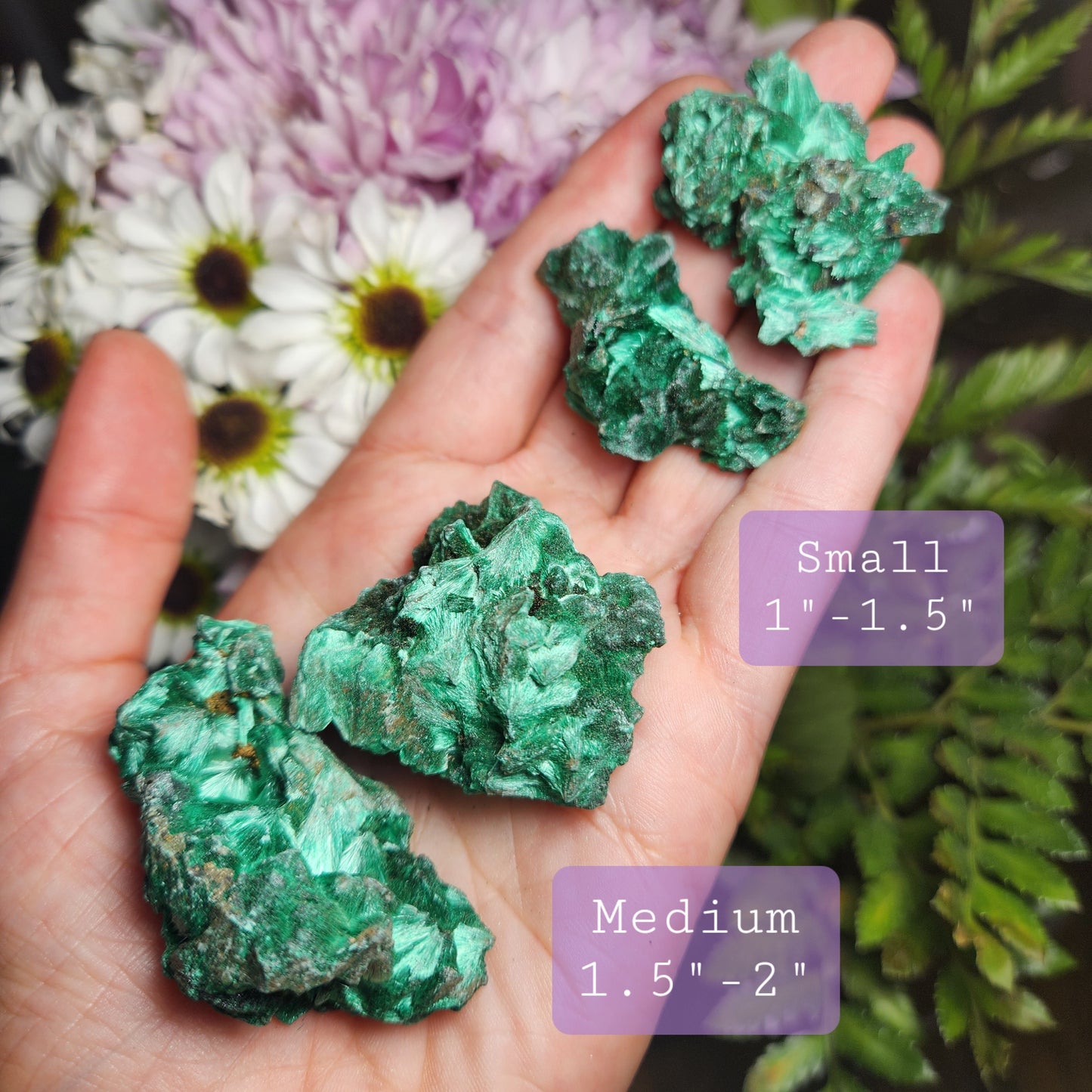 Velvet Malachite