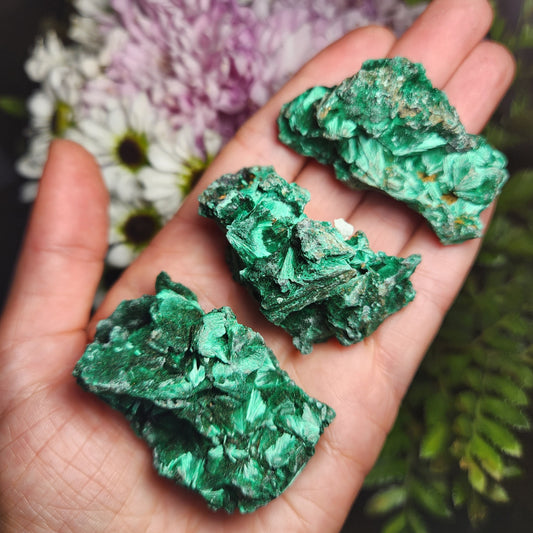 Velvet Malachite