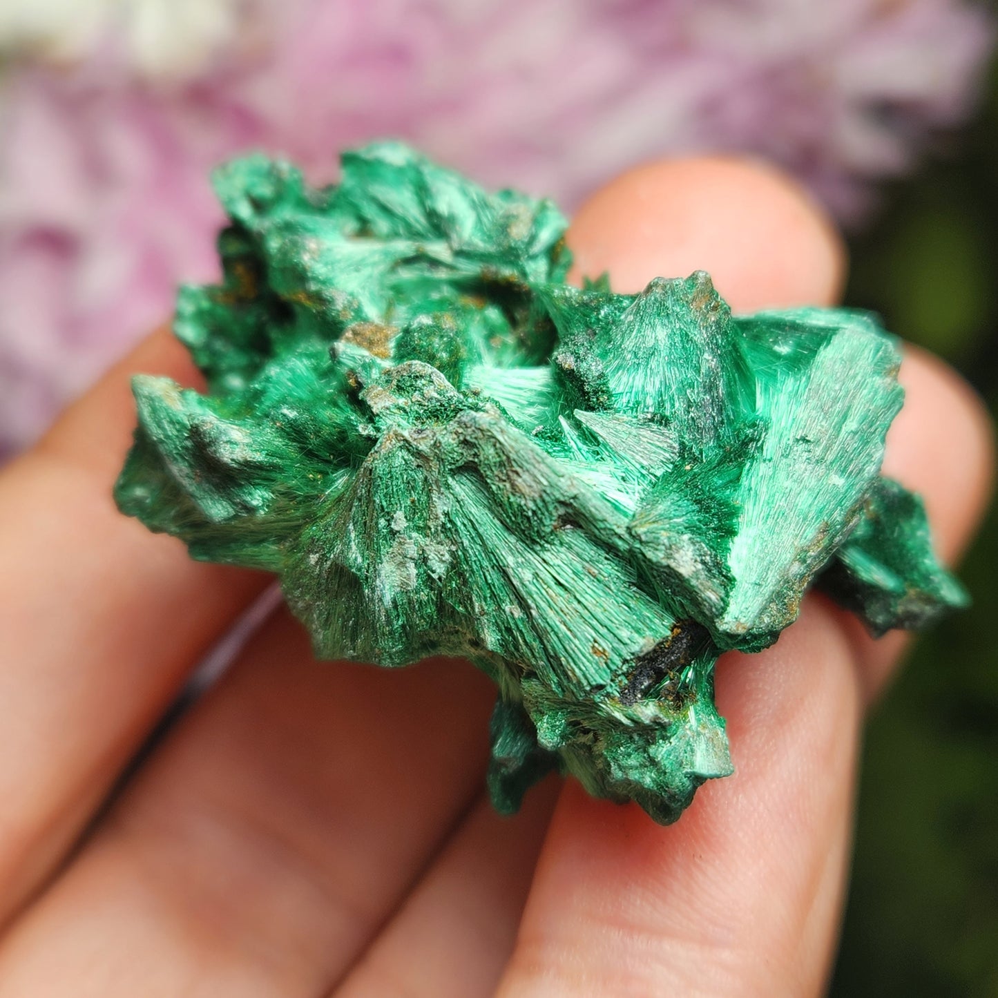 Velvet Malachite
