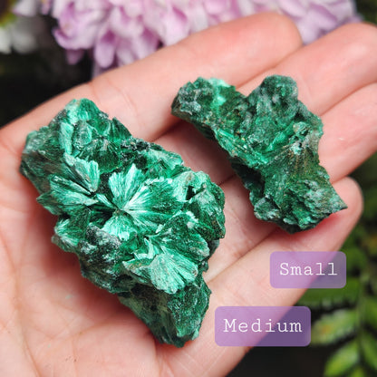 Velvet Malachite
