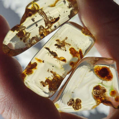 Amber with Bugs & ENHYDRO Inclusions, High Quality Specimen