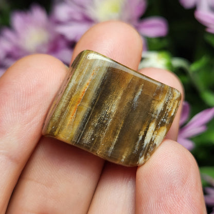 Petrified Wood