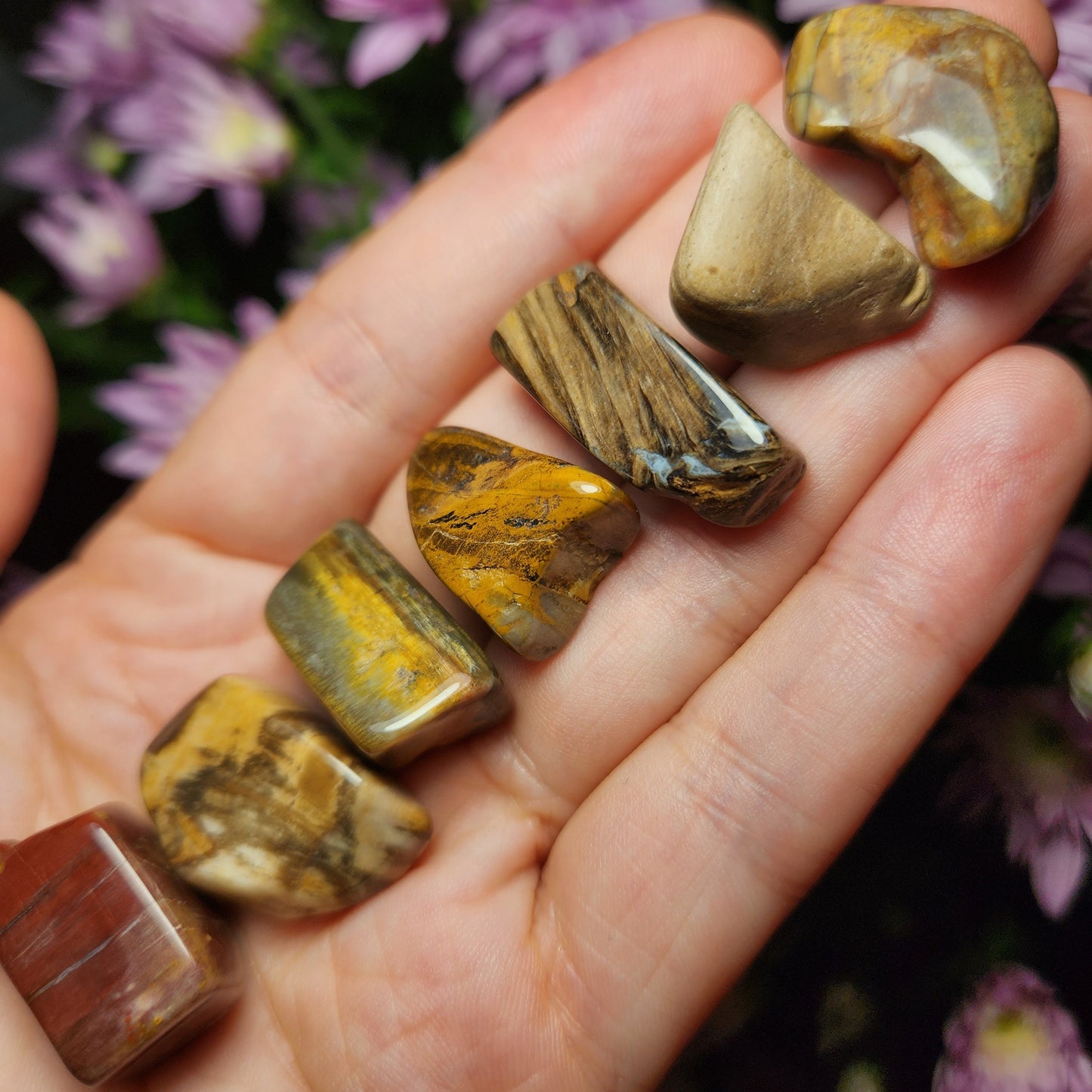 Petrified Wood